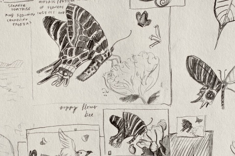 Composition sketches for of the Bhutan glory butterfly with flowers.